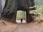 sequoia tree picture