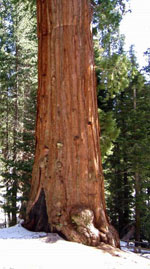 sequoia tree picture