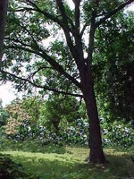 pecan tree picture