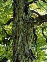 hickory tree picture