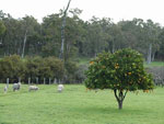 orange tree picture