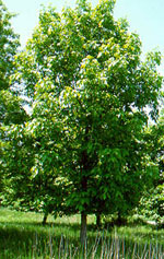 hickory tree picture