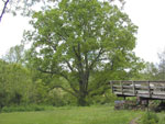 hickory tree picture