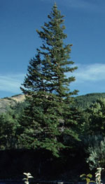 spruce tree picture