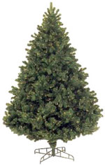 fir tree picture