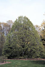 linden tree picture
