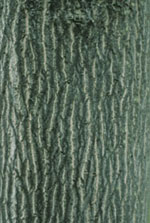 silverbell tree picture