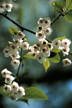 silverbell tree picture