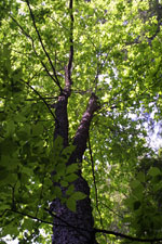 silverbell tree picture