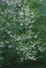 silverbell tree picture