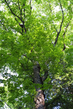 silverbell tree picture