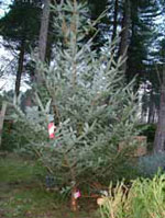 spruce tree picture