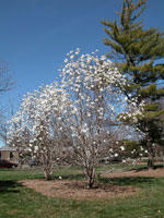 magnolia tree picture