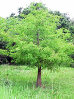 cypress tree picture