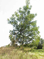 pecan tree picture