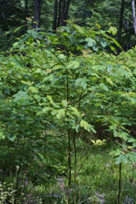 sassafras tree picture