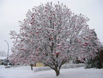mountain ash tree picture