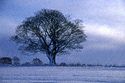 tree wallpaper