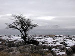 hawthorn tree picture