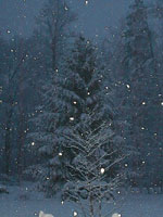 Spruce Tree, White Spruce on Winter Snowy Day