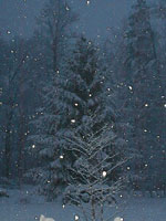 spruce tree picture