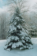 pine tree picture