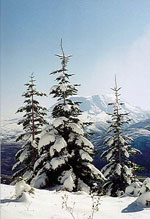 christmas tree picture