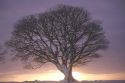 tree wallpaper