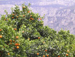 orange tree picture