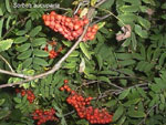 mountain ash leaves and berries