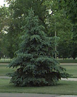 Blue Spruce, Colorado Blue Spruce Tree Photo