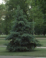 spruce tree picture