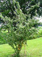 plum tree picture