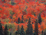 maple tree picture
