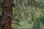 pine tree picture