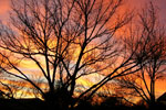 pecan tree photo