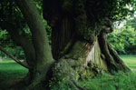 chestnut tree picture