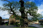 chestnut tree picture