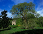 chestnut tree picture