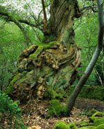 chestnut tree picture