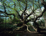 chestnut tree picture