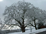sycamore tree picture