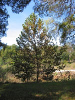 sycamore tree picture