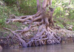 sycamore tree roots picture