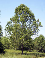 sycamore tree picture