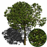 sycamore tree picture