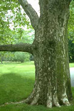 sycamore tree picture