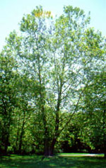 sycamore tree picture