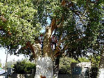 sycamore tree picture