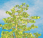sycamore tree picture